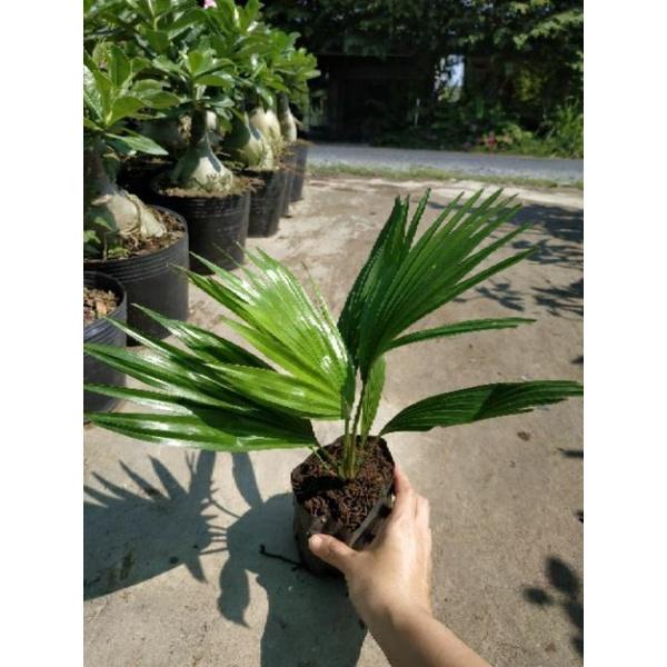 Cây Cọ Mini
