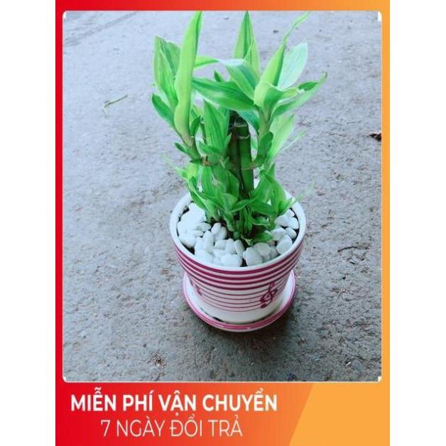 Chậu Trúc Phát Tài