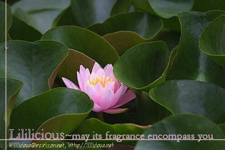 omoi no kakera chapter 1 33