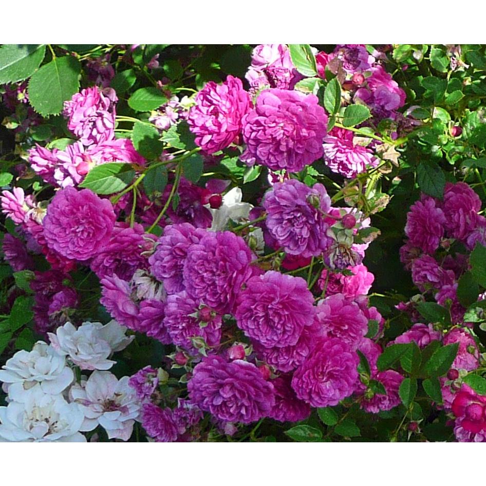 Hoa hồng ngoại bông chùm Purple Rain - hoa tím huyền bí, thơm nhẹ nhàng - cây giống rễ trần