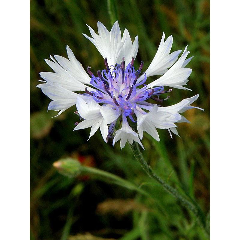 Hạt giống hoa Thanh Cúc  nhiều màu - 50 hạt