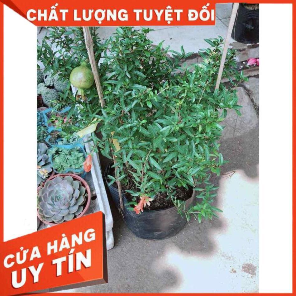 Cây lựu size lớn Nhiều Người Mua