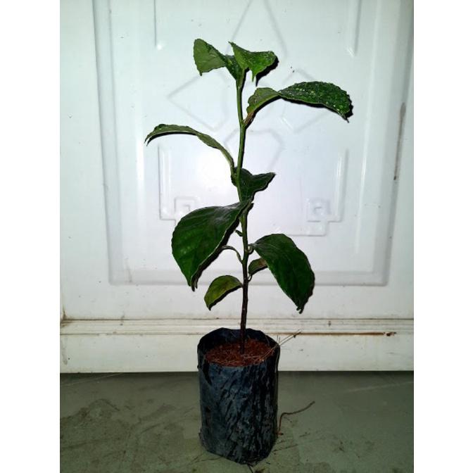 Cây chay ruột đỏ giống