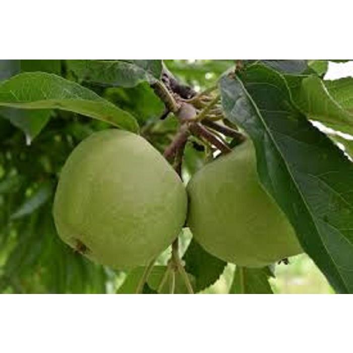 Cây giống TÁO TÂY Xanh NHẬP KHẨU