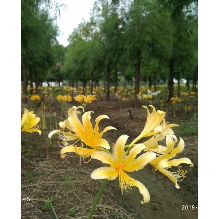 Củ giống hoa bỉ ngạn hoa màu vàng