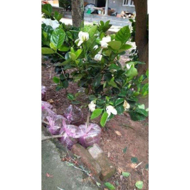 Sản phẩm CÂY GIỐNG BẠCH THIÊN HƯƠNG