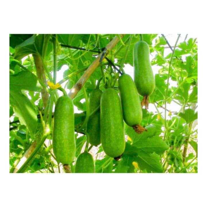 Hạt giống Bí đao chanh F1 Gồm 10 Hạt