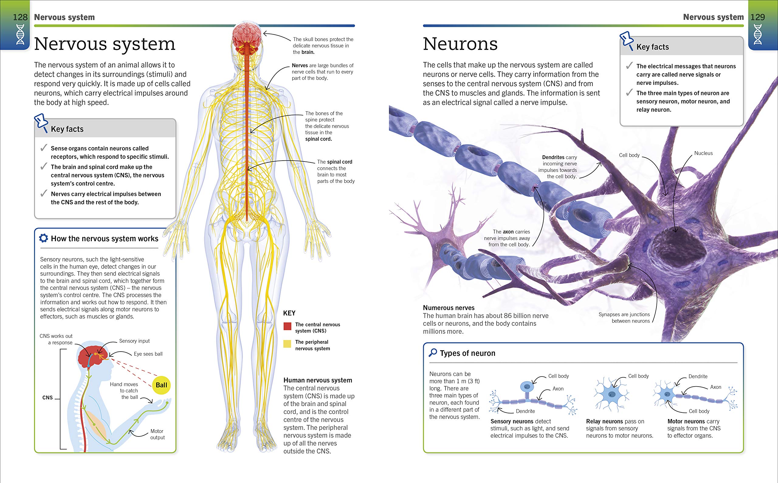 Super Simple Biology: The Ultimate Bitesize Study Guide