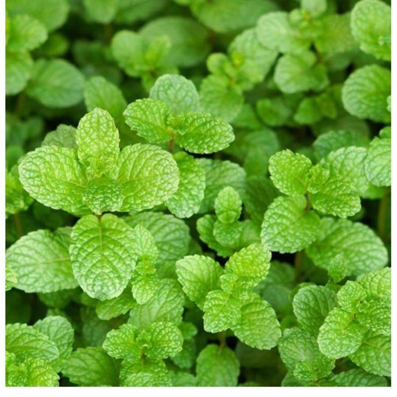 Hạt giống húng lũi 0.1g