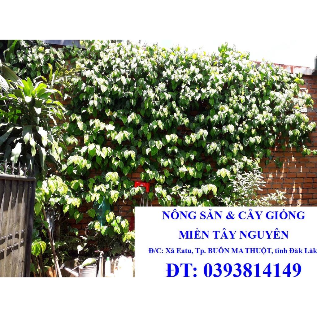 500 gram LÁ TRẦU KHÔNG TƯƠI nhà trồng