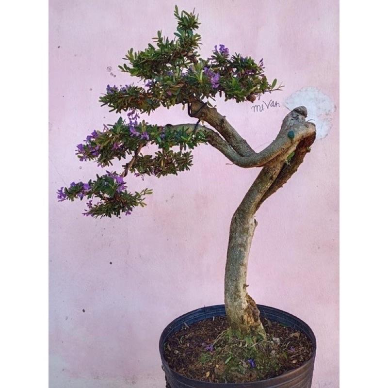 DÂY NHÔM CHUYÊN DÙNG UỐN CÂY CẢNH 3mm