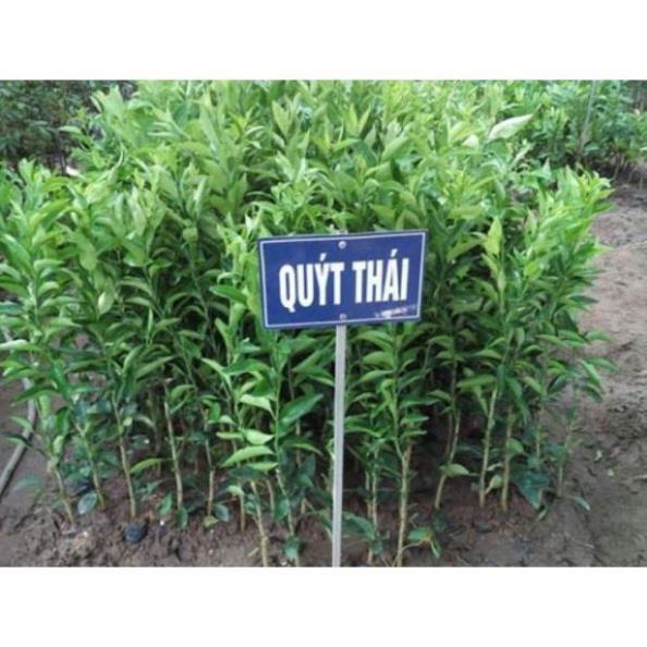 Sản phẩm CÂY GIỐNG QUÝT THÁI KHÔNG HẠT