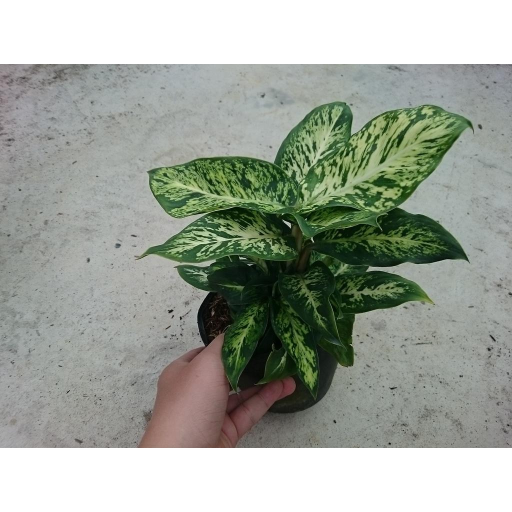Cây Sao Sáng - cây cảnh để bàn + tặng phân bón cho cây