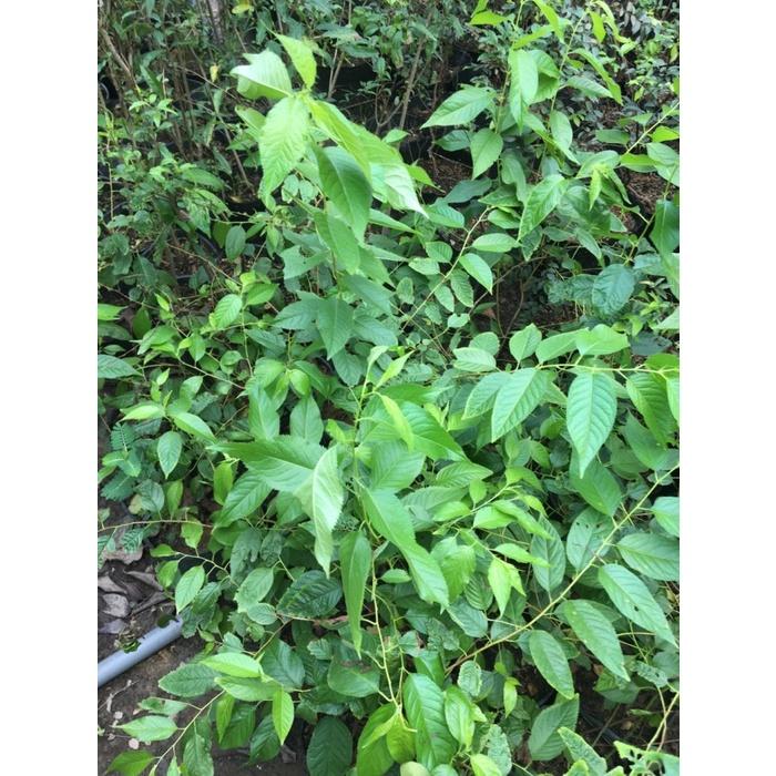 CÂY GIỐNG HOA MAI ANH ĐÀO CÁNH KÉP