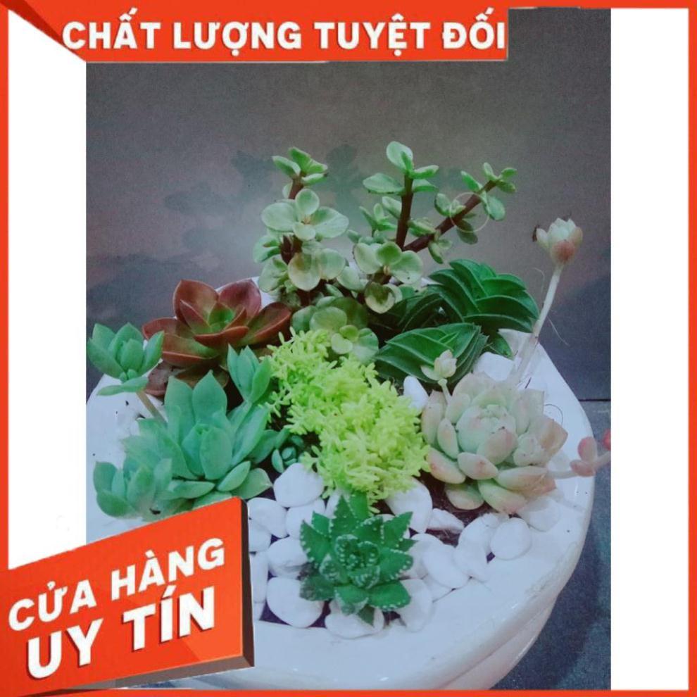 Chậu Mix Nhiều Cây
