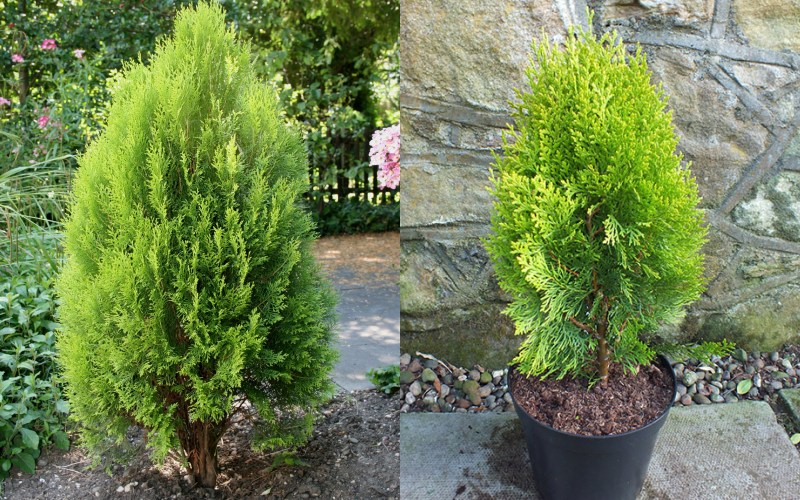 Cây trắc bách diệp cao 40-50cm