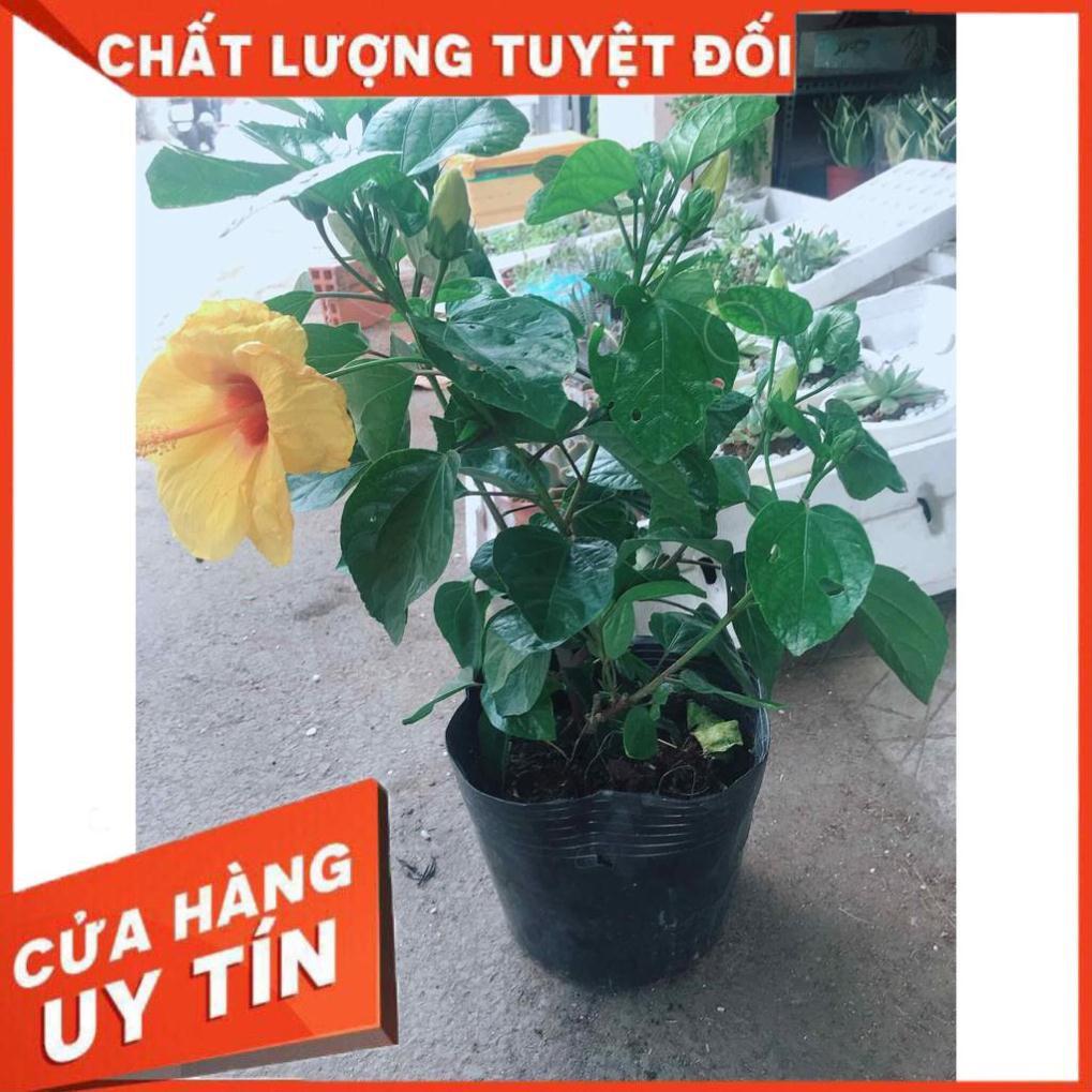 Chậu hoa dâm bụt vàng Nhiều Người Mua