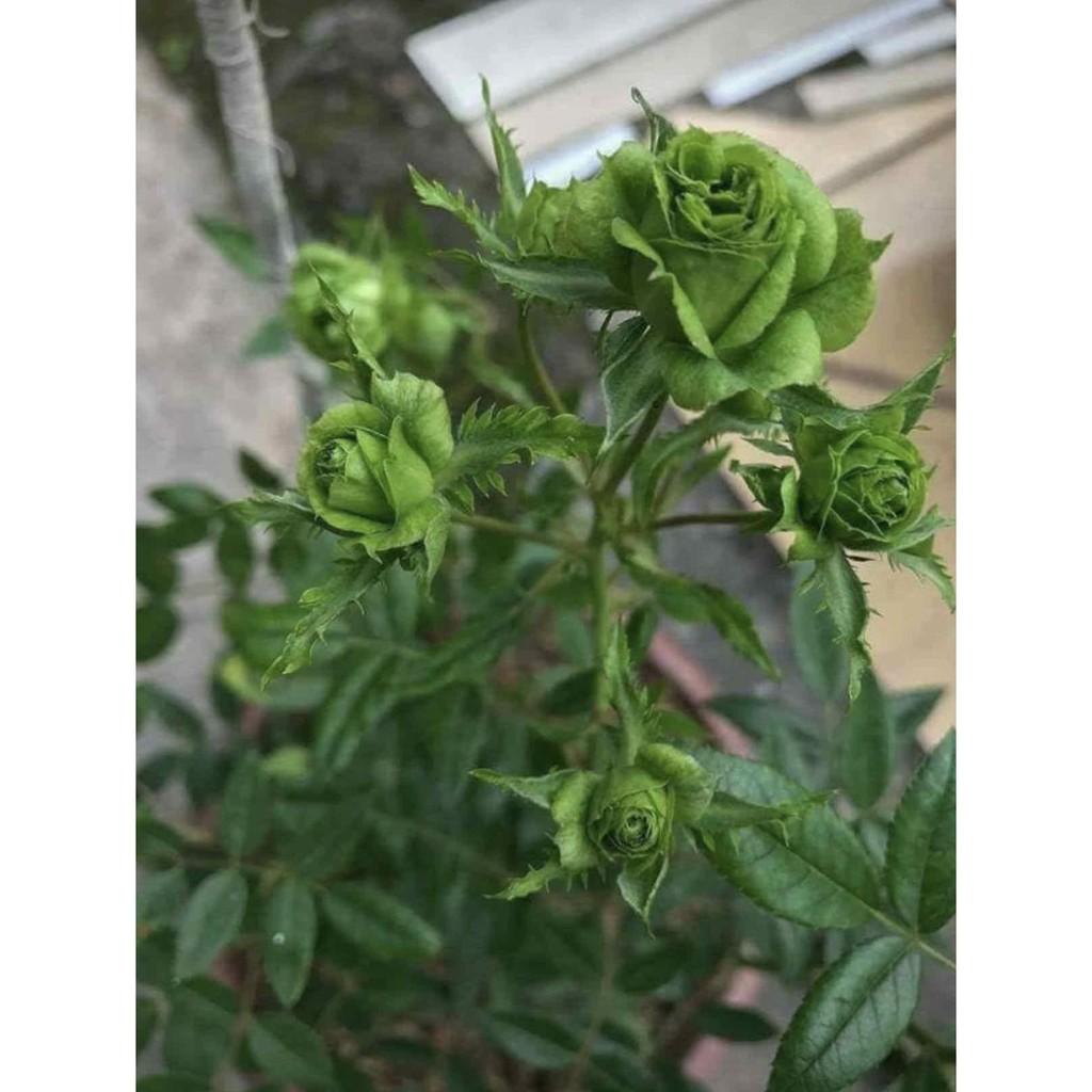 Cây giống hoa Hồng xanh Jane Green