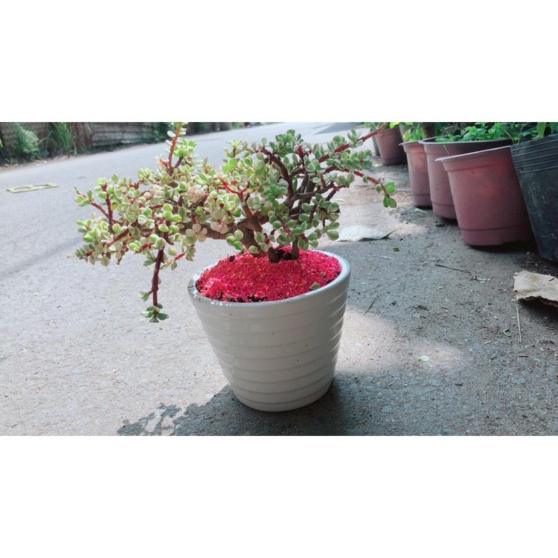 Chậu Cành Vàng Lá Ngọc