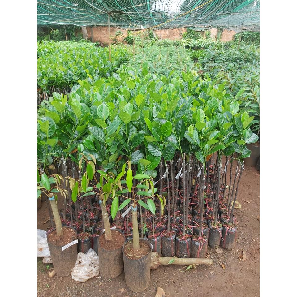 Cây giống Mít Nghệ Tứ Quý