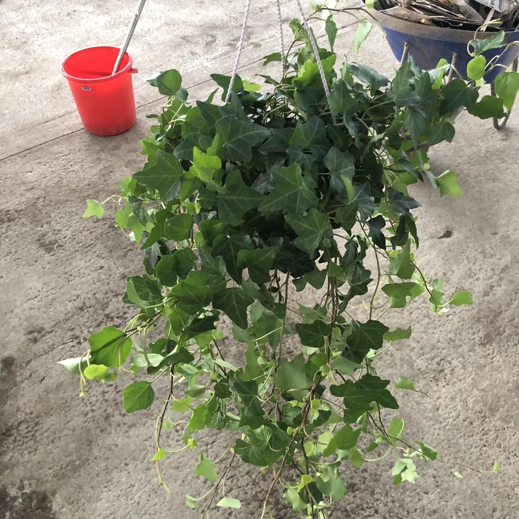Cây thường xuân chậu treo, ngọn dài 20-25cm lá đẹp sức sống khỏe dễ chăm sóc thích hợp treo ban công sân vườn quán cafe