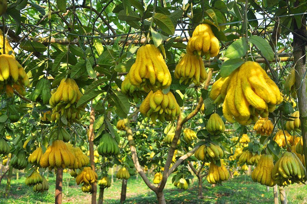 Cây phật thủ, cây phật thủ ghép, cây tay phật quả đẹp