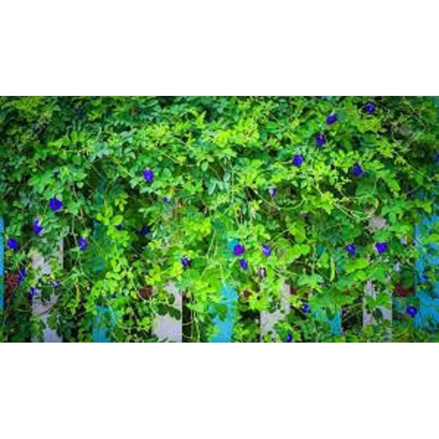 CHẬU HOA ĐẬU BIẾC - GIAO HÀNG CẢ CHẬU
