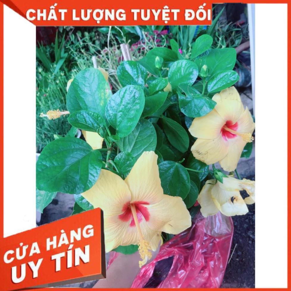 Hoa Dâm Bụt Vàng
