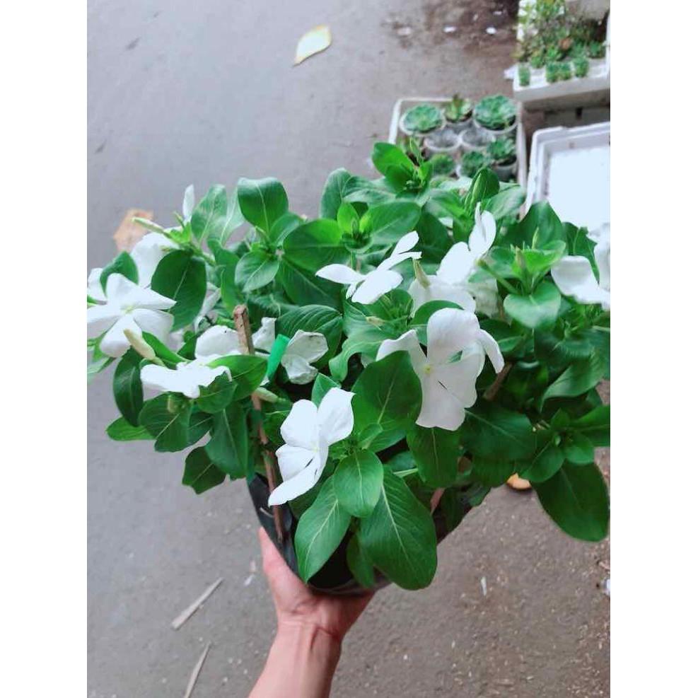 Hoa dừa cạn trắng Bán Chạy