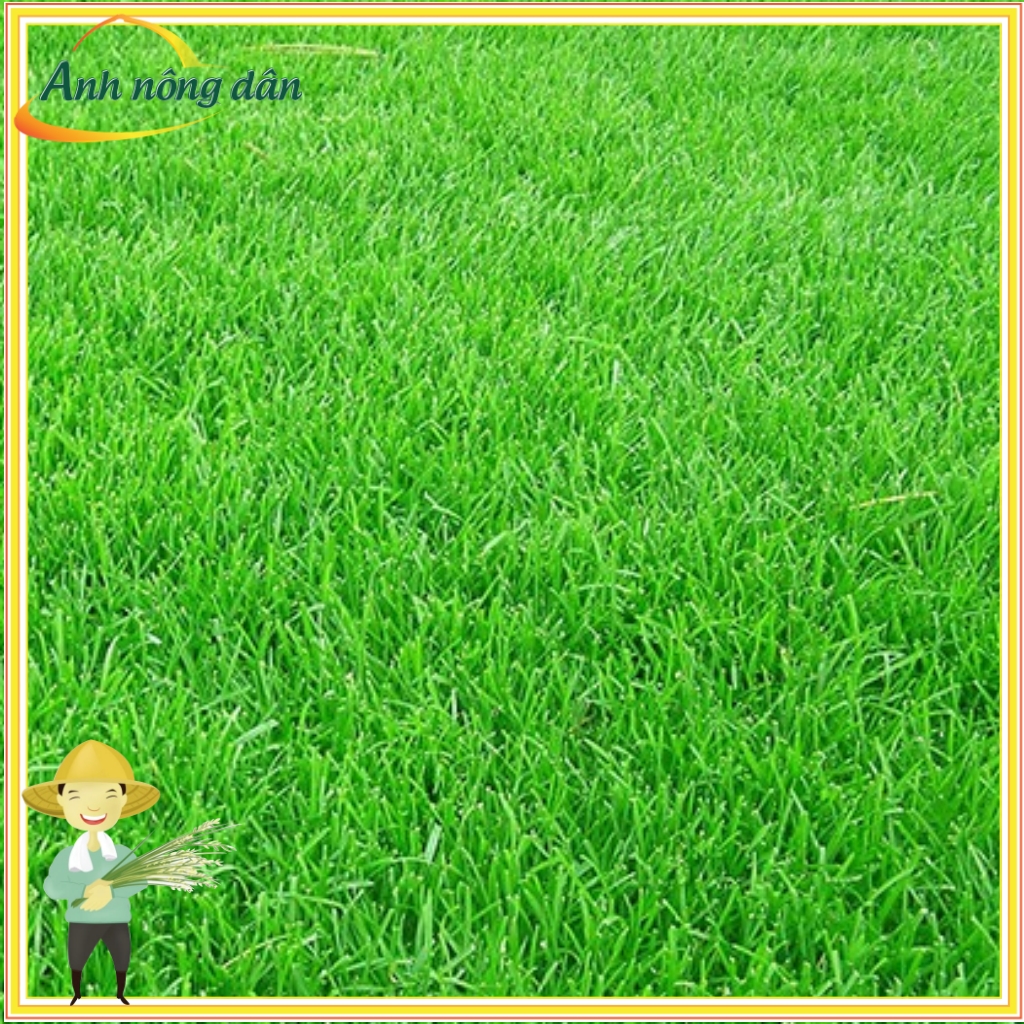 Gói 500g Hạt giống cỏ thảm Nhung nhật - sử dụng trồng sân vườn, công trình - Anh nông dân chính hiệu