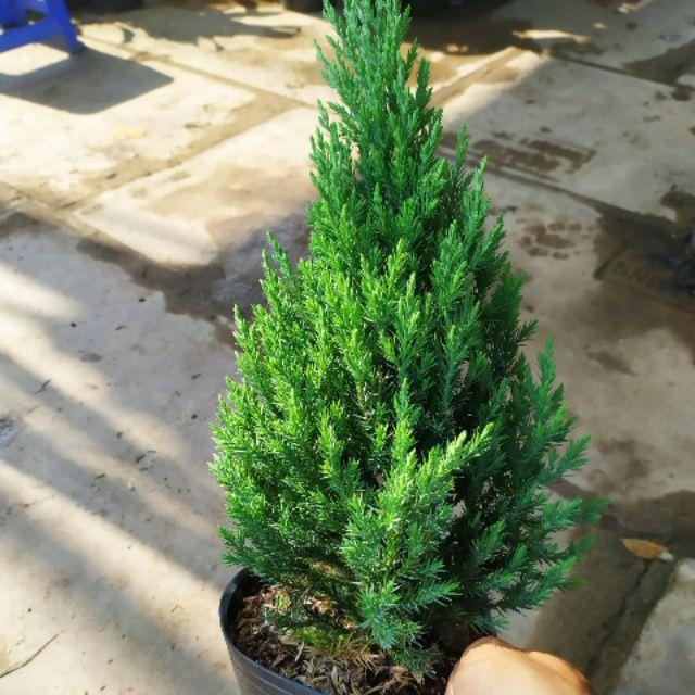 CÂY GIỐNG SƠN TÙNG *