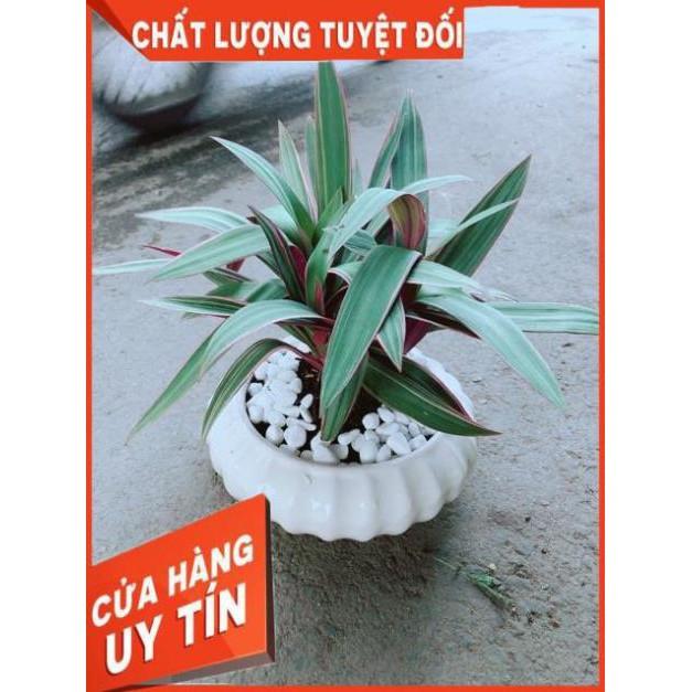 Chậu Cây Bảy Sắc Cầu Vòng