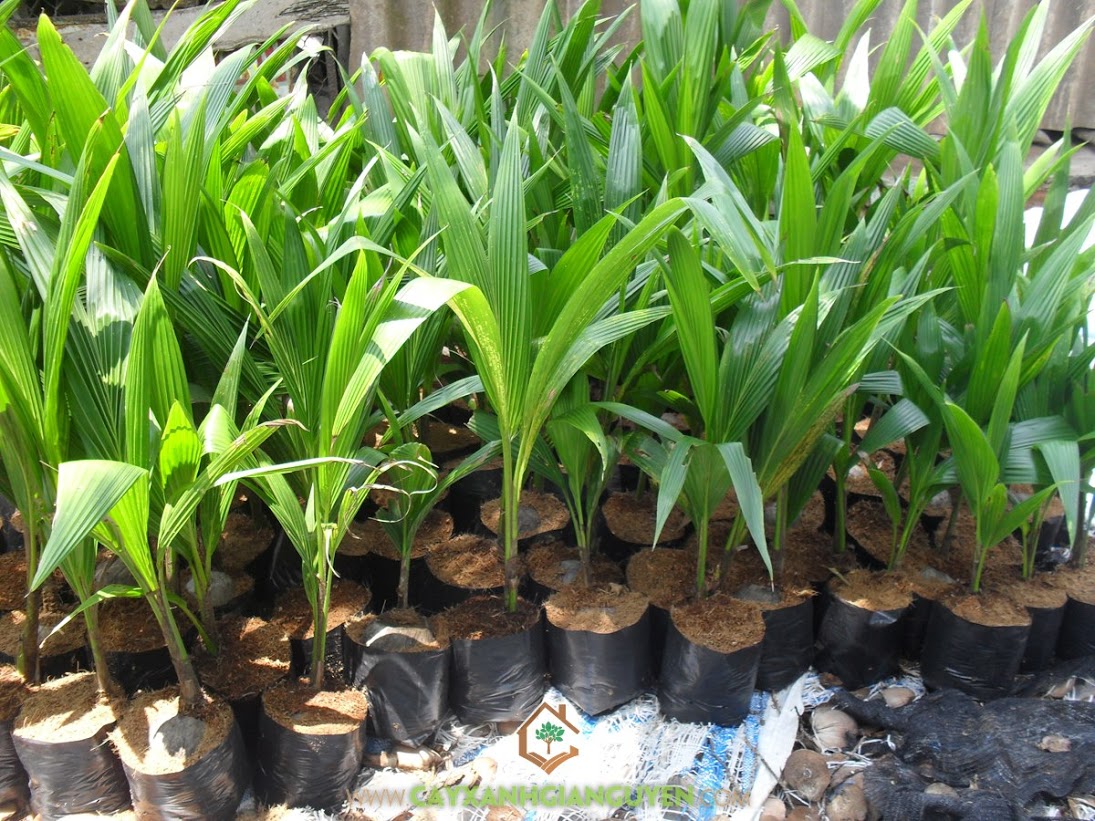 Cây giống dừa xiêm lùn siêu trái
