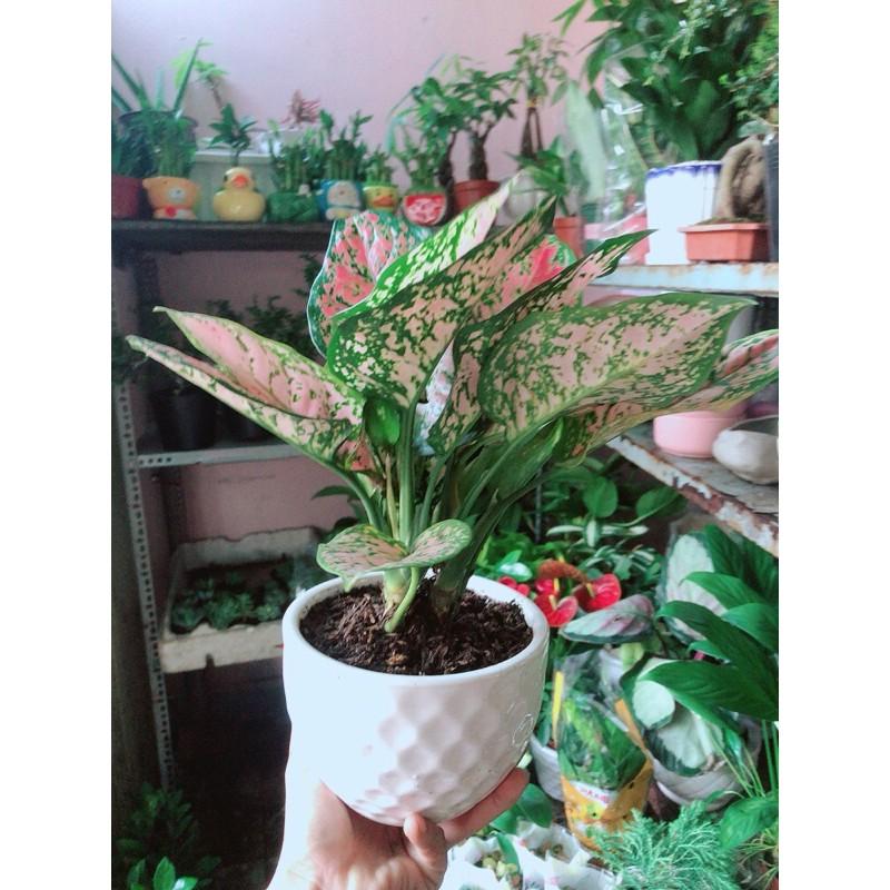 Chậu Cây Vạn Lộc