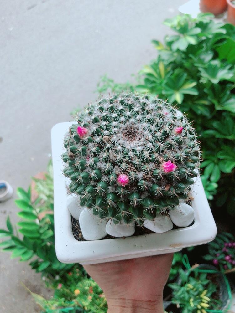 Chậu Cây Xương Rồng Nở Hoa