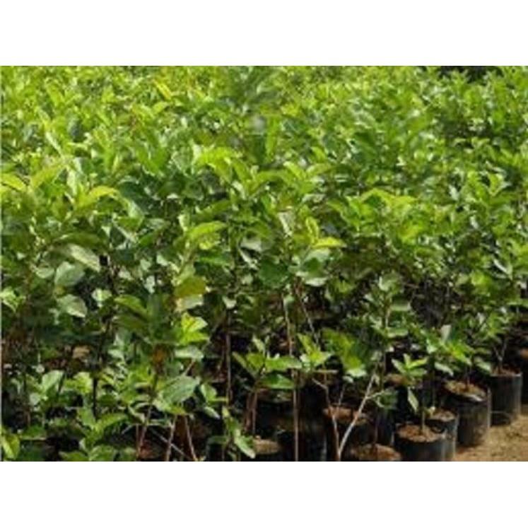 CÂY ỔI KHÔNG HẠT - Hàng cây giống chuẩn F1
