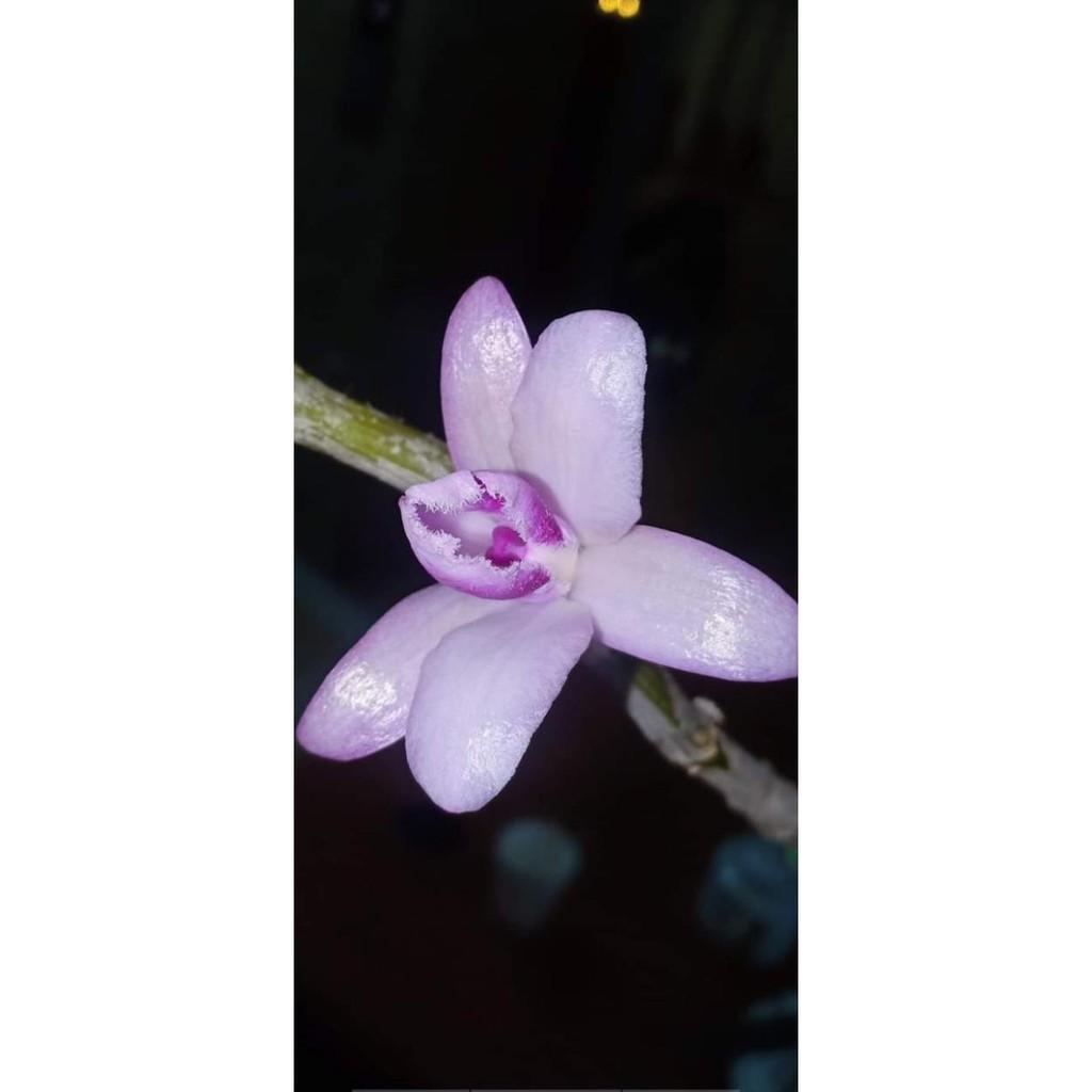 Hoa phong lan tím cánh bầu