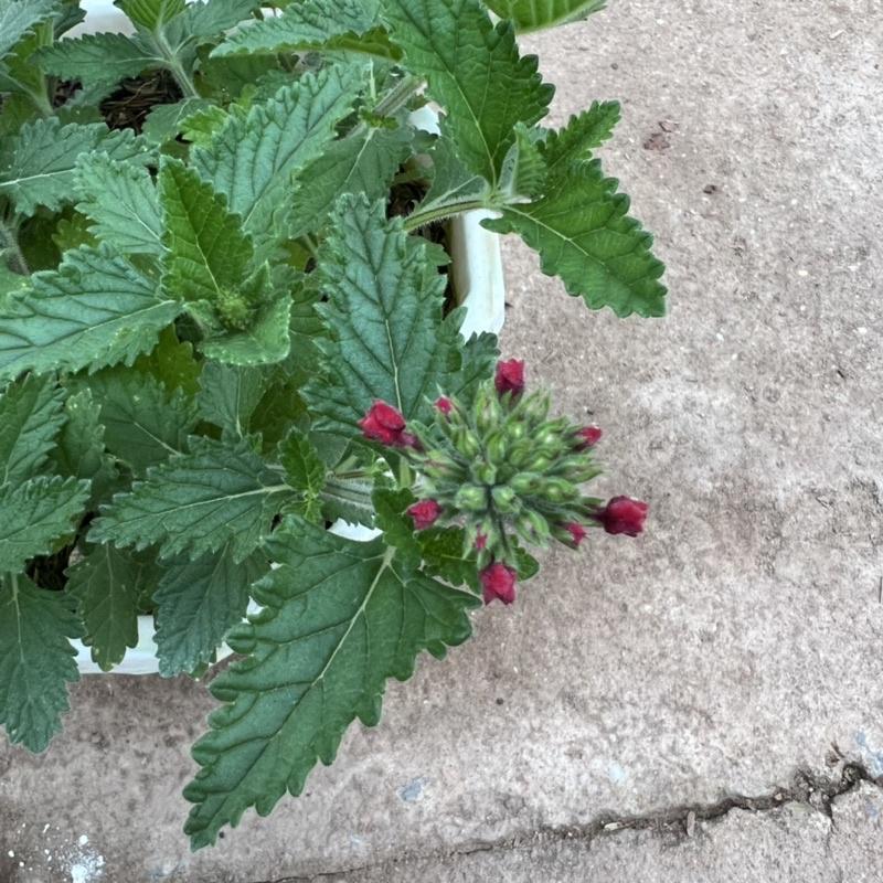 Chậu hoa cúc indo treo dài rủ 15-20cm, cúc nữ hoàng nở rực rỡ đẹp mắt, treo trang trí ban công, sân vườn