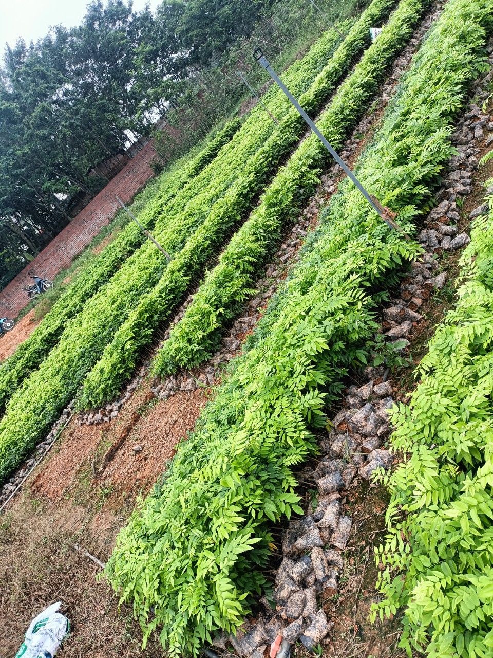 Combo 10 Cây Sưa Đỏ Cao 60 Cm