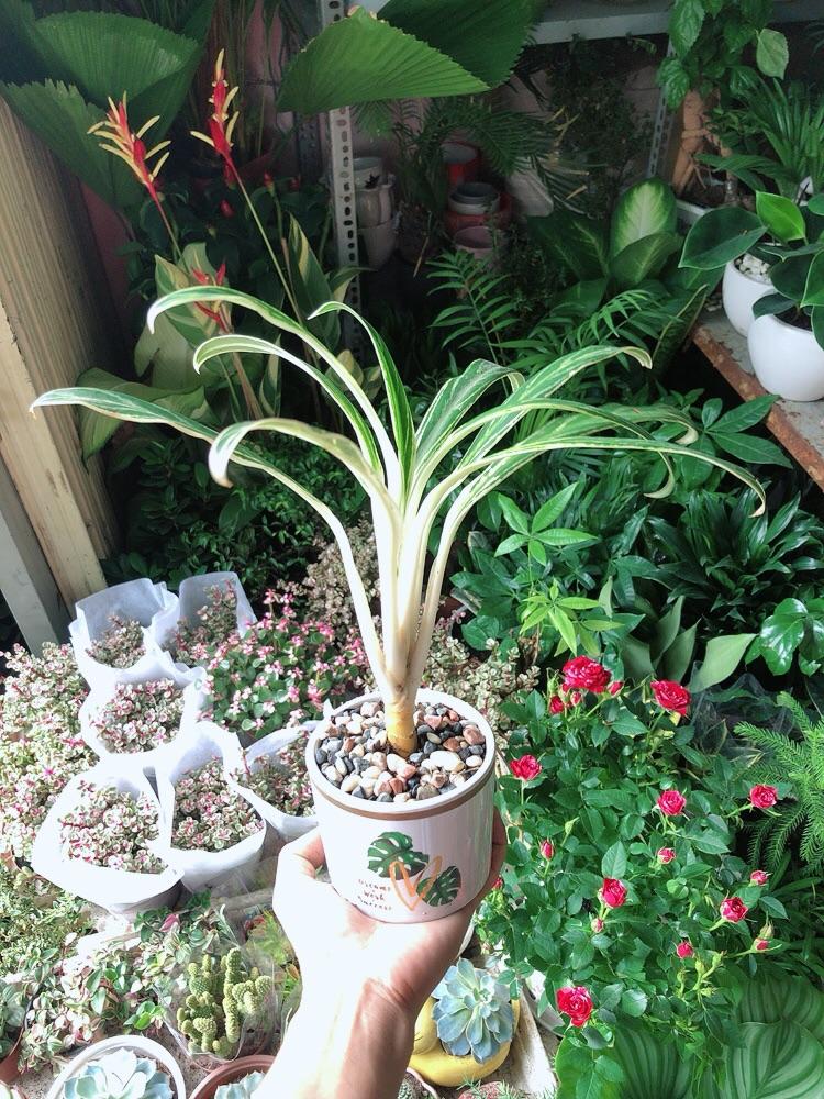 Chậu Cây Giữ Tiền