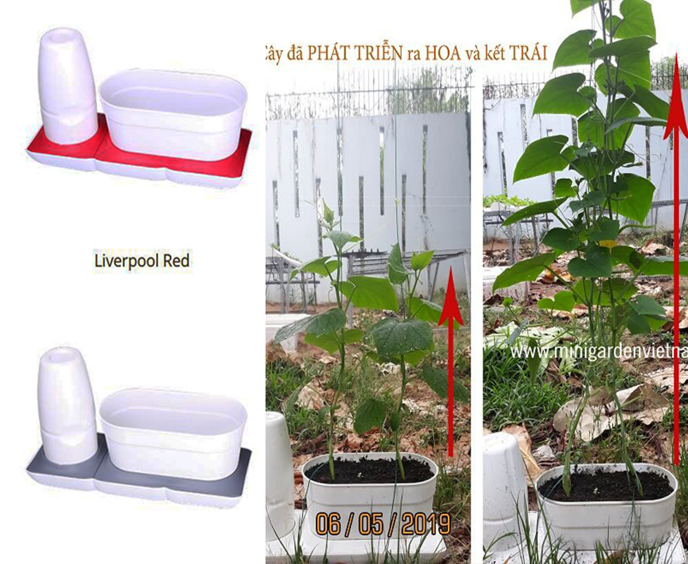 Combo 2 Bộ Chậu Tự Dưỡng Trồng Rau sạch, Trồng Cây Xanh Để Bàn Basic S & UNO nhập khẩu Bồ Đào Nha dành cho người yêu rau và cây tại nhà