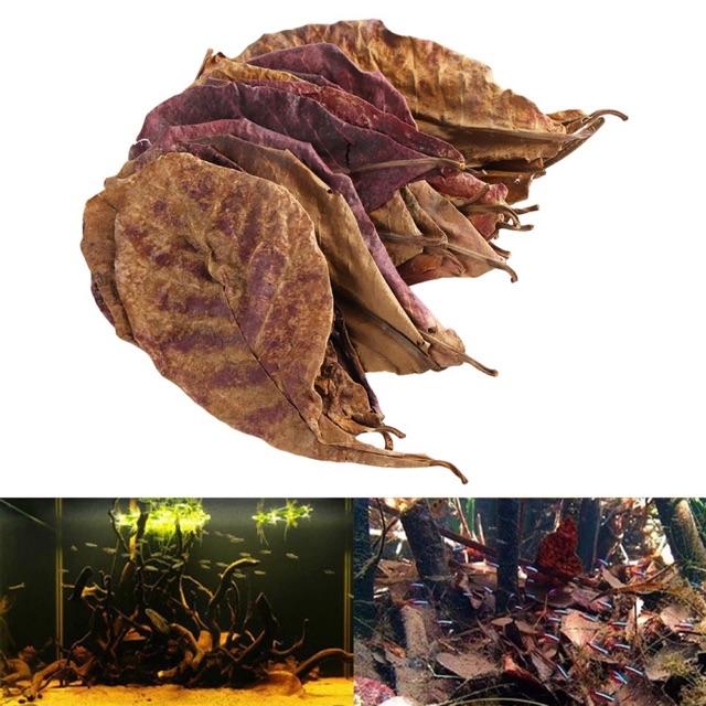 Lá bàng khô giành cho bể cá cảnh: la hán, cá rồng, cá đĩa... tạo môi trường nước lý tưởng amazon