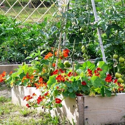 Hạt giống Sen Cạn Hà Lan gói 5h