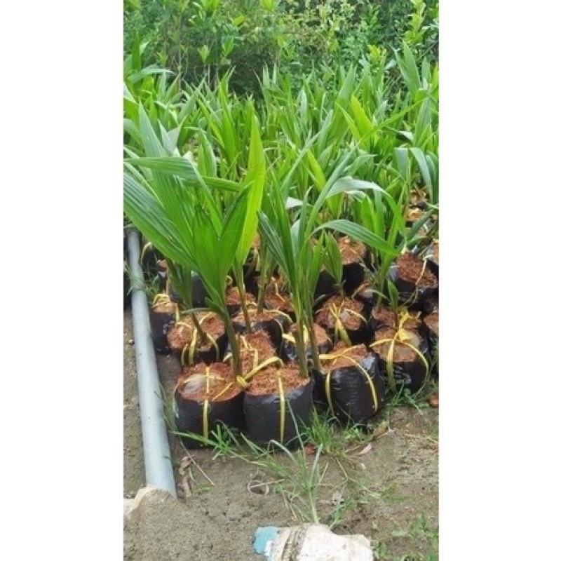 Cây giống dừa sáp, dừa đặc ruột, dừa kem.