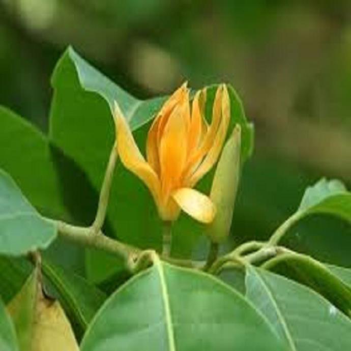 CHẬU CÂY HOA NGỌC LAN HOA VÀNG - CÂY CHOAI LỚN, SẮP HOA