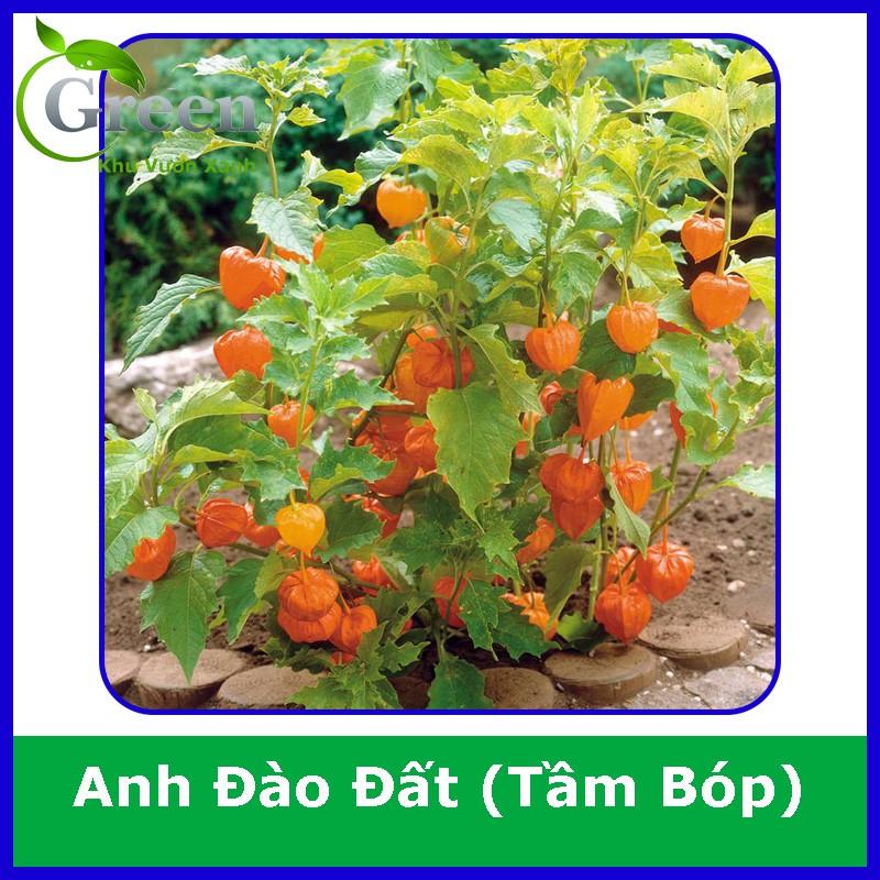 Hạt Giống Anh Đào Đất (Cây Tầm Bóp) Nhật Bản (100H)