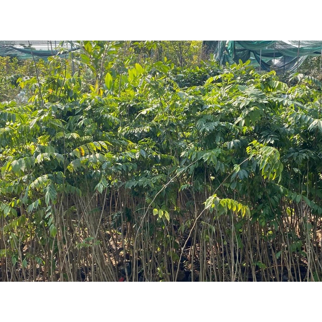 Cây Sưa Đỏ giống cây lấy gỗ mang lại giá trị kinh tế cao
