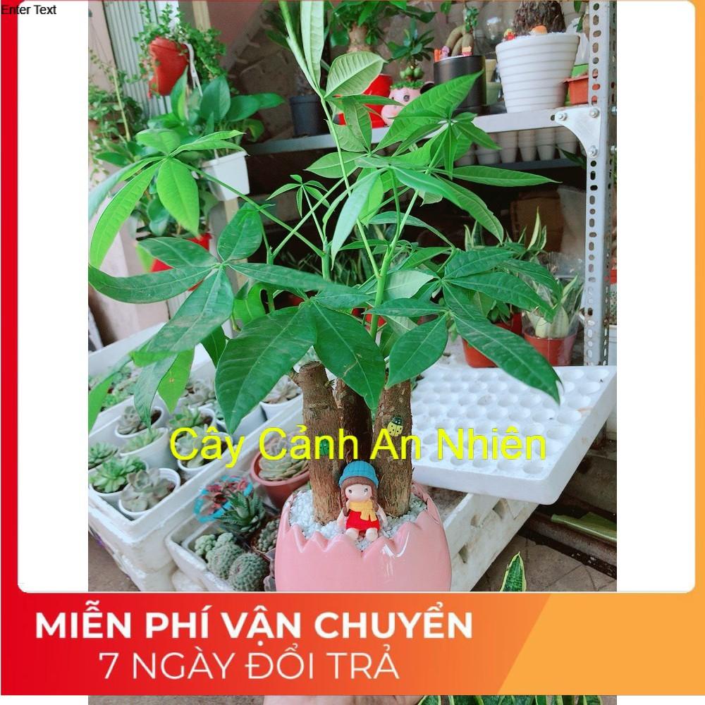 Chậu kim ngân