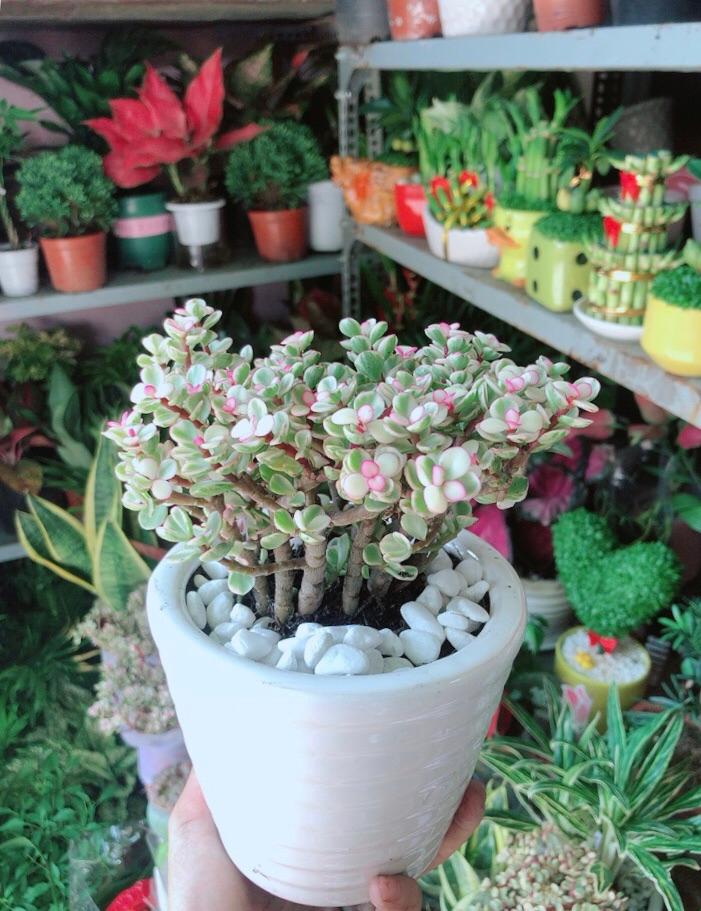 Chậu Cây Cành Vàng Lá Ngọc