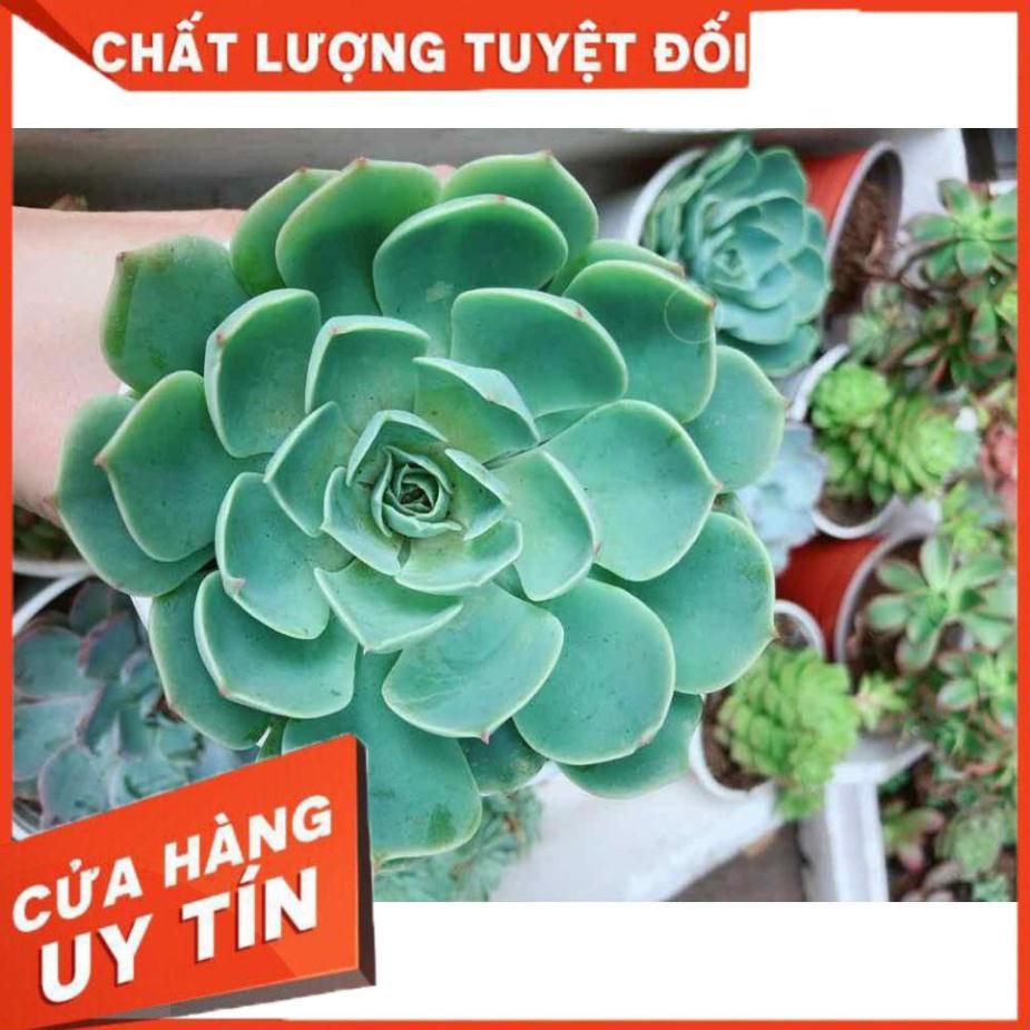 Sen đá xanh đất kèm chậu sứ trắng Nhiều Người Mua